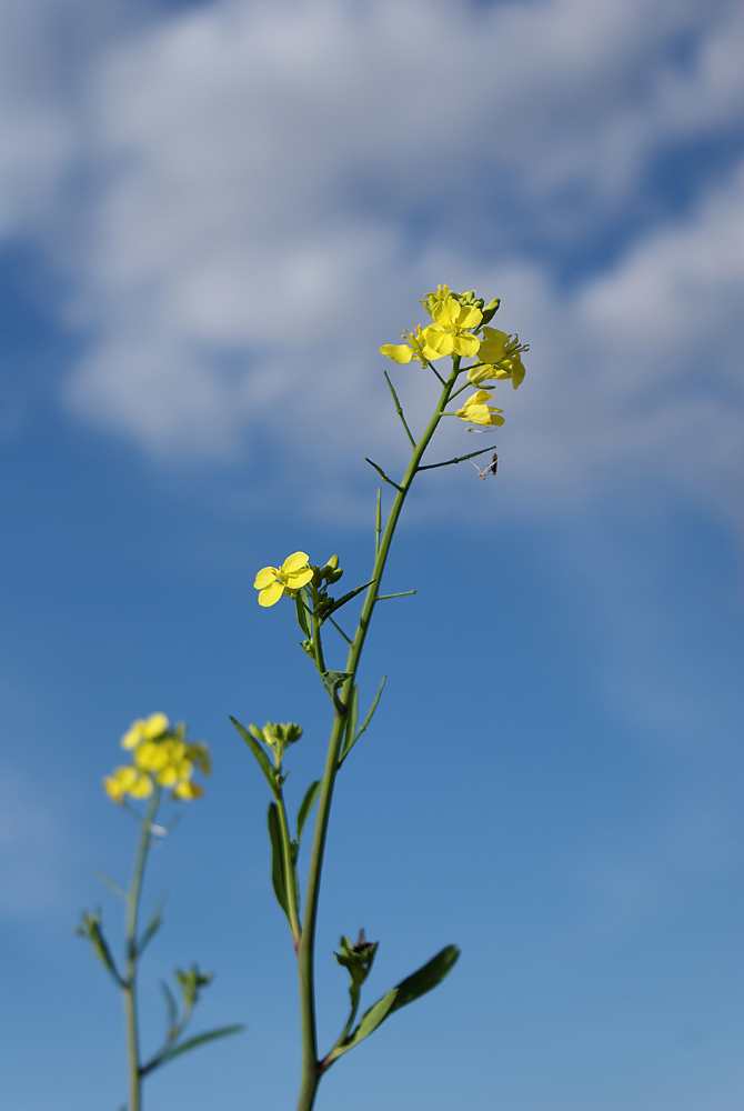 A picture of a canola plant against a cloudy sky