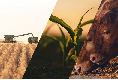 an image divided diagonally, showing a combine and grain cart harvesting,
                   an early stage field crop, and a cow eating feed