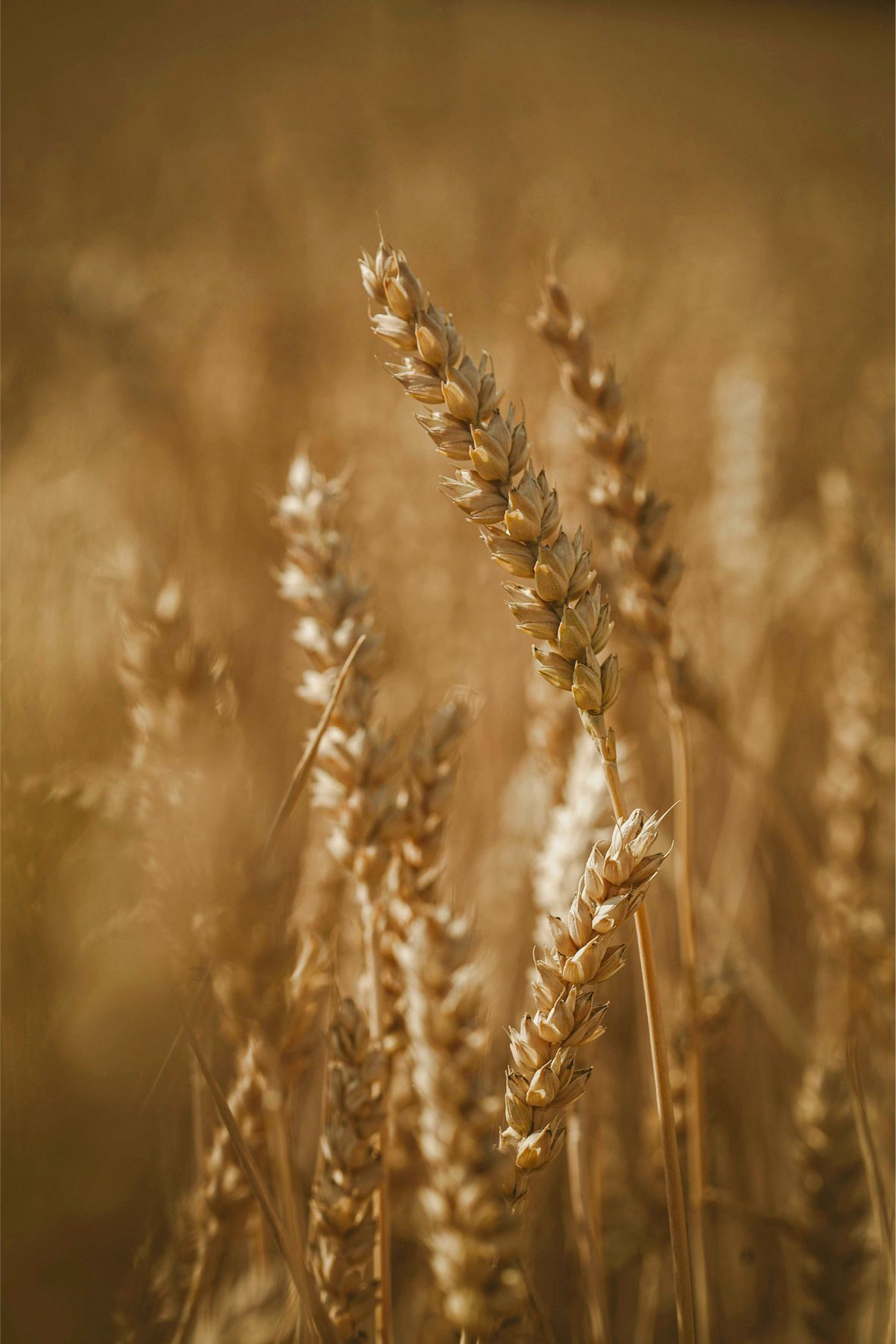 A combine and grain cart harvesting