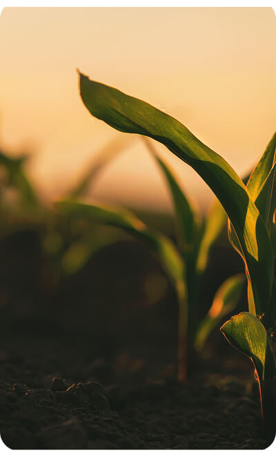 picture of an early stage field crop